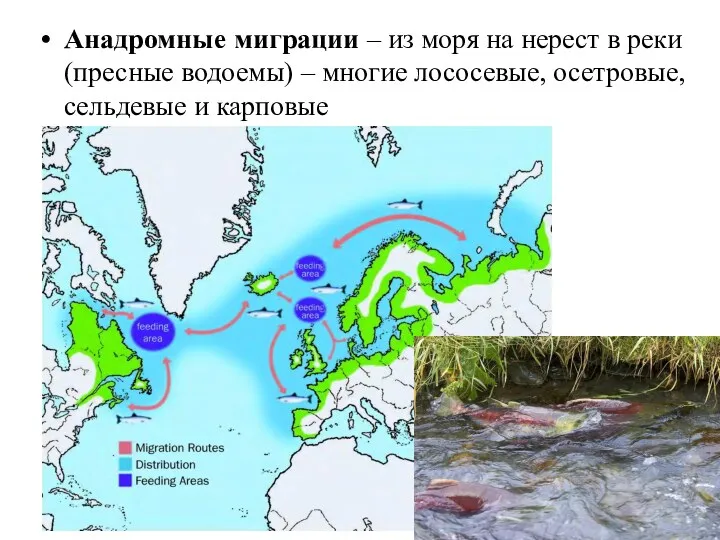 Анадромные миграции – из моря на нерест в реки (пресные