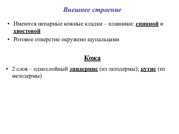 Внешнее строение Имеются непарные кожные кладки – плавники: спинной и