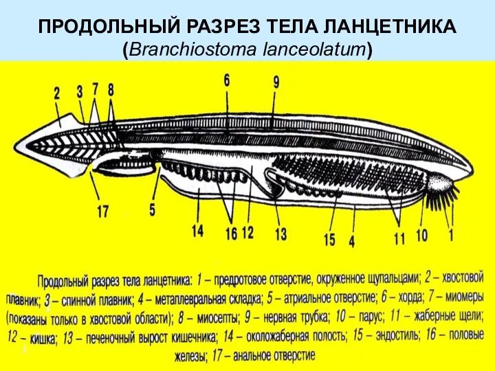 ПРОДОЛЬНЫЙ РАЗРЕЗ ТЕЛА ЛАНЦЕТНИКА (Branchiostoma lanceolatum)