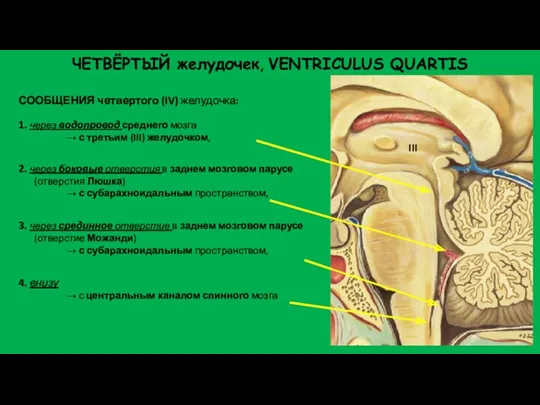 ЧЕТВЁРТЫЙ желудочек, VENTRICULUS QUARTIS СООБЩЕНИЯ четвертого (IV) желудочка: 1. через