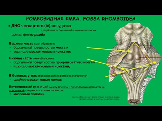 В боковых углах образовавшегося ромба располагаются средние мозжечковые ножки; РОМБОВИДНАЯ