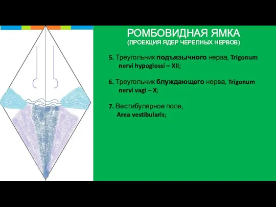 РОМБОВИДНАЯ ЯМКА (ПРОЕКЦИЯ ЯДЕР ЧЕРЕПНЫХ НЕРВОВ) 5. Треугольник подъязычного нерва,