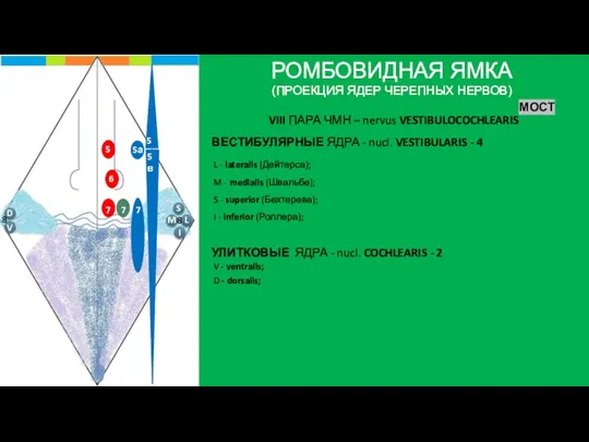 РОМБОВИДНАЯ ЯМКА (ПРОЕКЦИЯ ЯДЕР ЧЕРЕПНЫХ НЕРВОВ) МОСТ L - lateralis