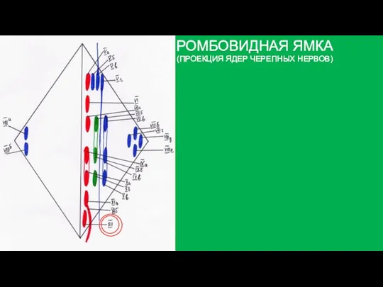 РОМБОВИДНАЯ ЯМКА (ПРОЕКЦИЯ ЯДЕР ЧЕРЕПНЫХ НЕРВОВ)