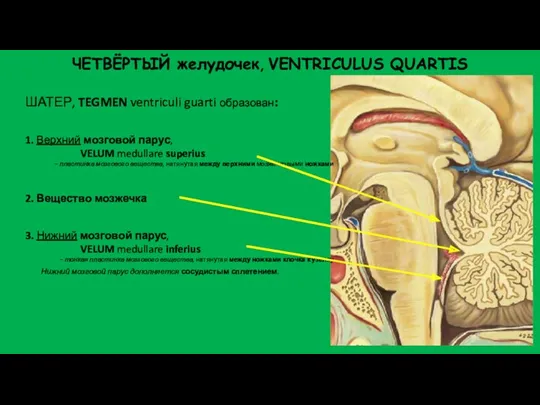 ЧЕТВЁРТЫЙ желудочек, VENTRICULUS QUARTIS ШАТЕР, TEGMEN ventriculi guarti образован: 1.
