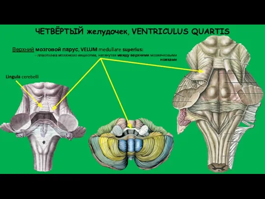 ЧЕТВЁРТЫЙ желудочек, VENTRICULUS QUARTIS Верхний мозговой парус, VELUM medullare superius: