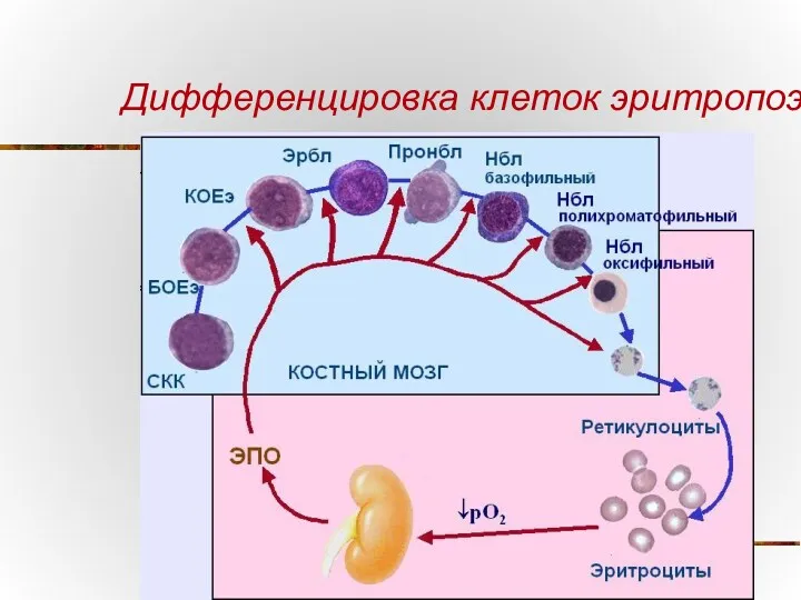 Дифференцировка клеток эритропоэза
