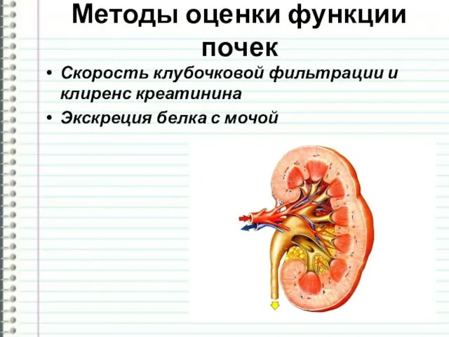 Методы оценки функции почек Скорость клубочковой фильтрации и клиренс креатинина Экскреция белка с мочой