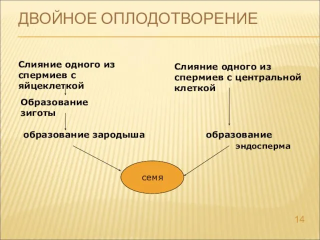 ДВОЙНОЕ ОПЛОДОТВОРЕНИЕ Слияние одного из спермиев с яйцеклеткой Образование зиготы