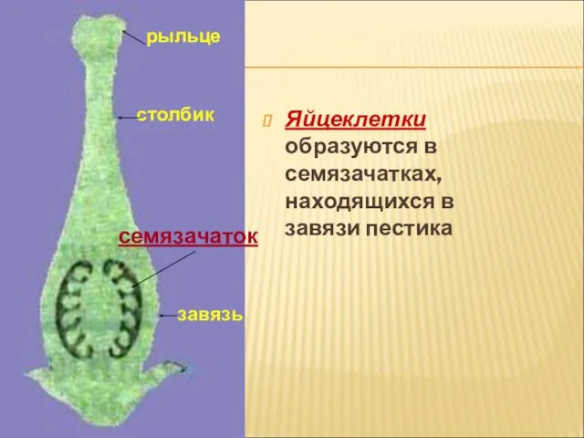 Яйцеклетки образуются в семязачатках, находящихся в завязи пестика рыльце столбик завязь семязачаток