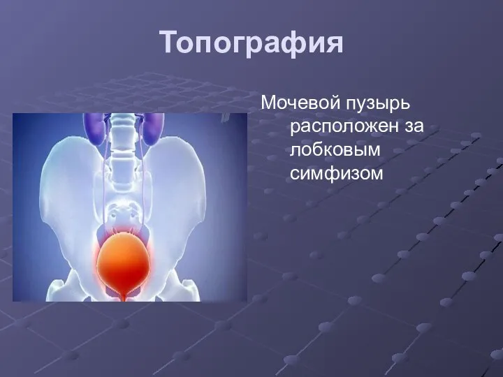 Топография Мочевой пузырь расположен за лобковым симфизом