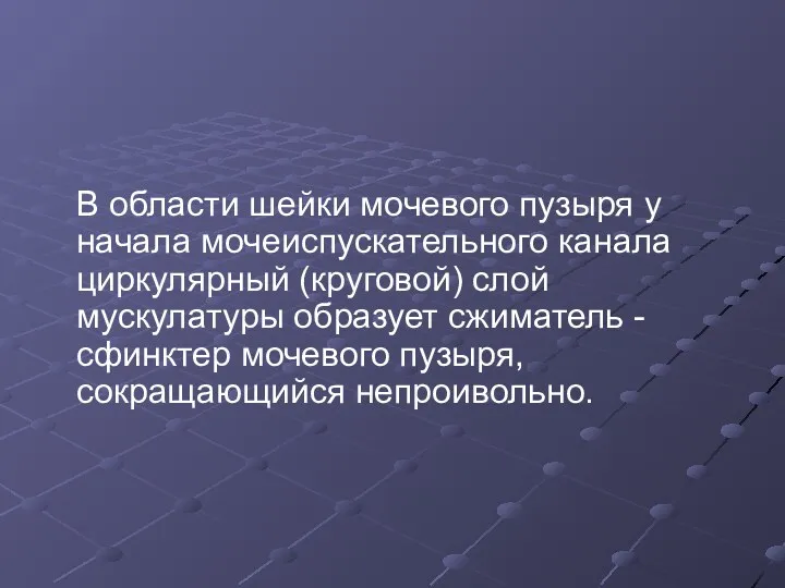 В области шейки мочевого пузыря у начала мочеиспускательного канала циркулярный