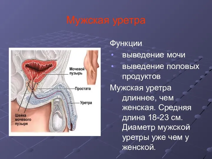 Мужская уретра Функции выведение мочи выведение половых продуктов Мужская уретра