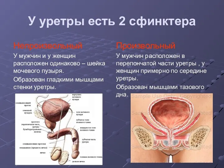 У уретры есть 2 сфинктера Непроизвольный У мужчин и у