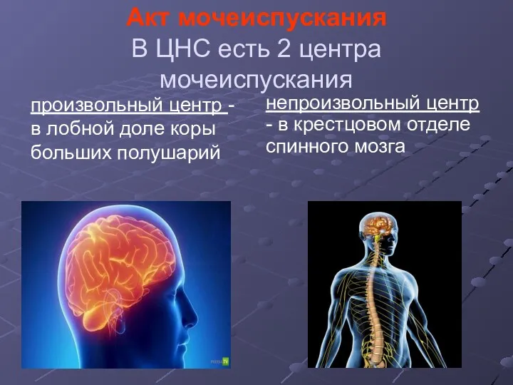 Акт мочеиспускания В ЦНС есть 2 центра мочеиспускания произвольный центр