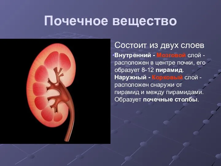 Почечное вещество Состоит из двух слоев Внутренний - Мозговой слой