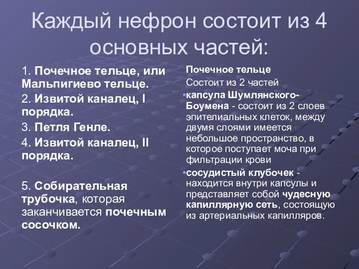 Каждый нефрон состоит из 4 основных частей: 1. Почечное тельце,