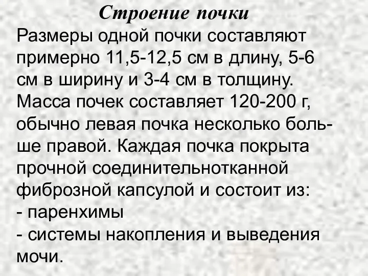 Строение почки Размеры одной почки составляют примерно 11,5-12,5 см в