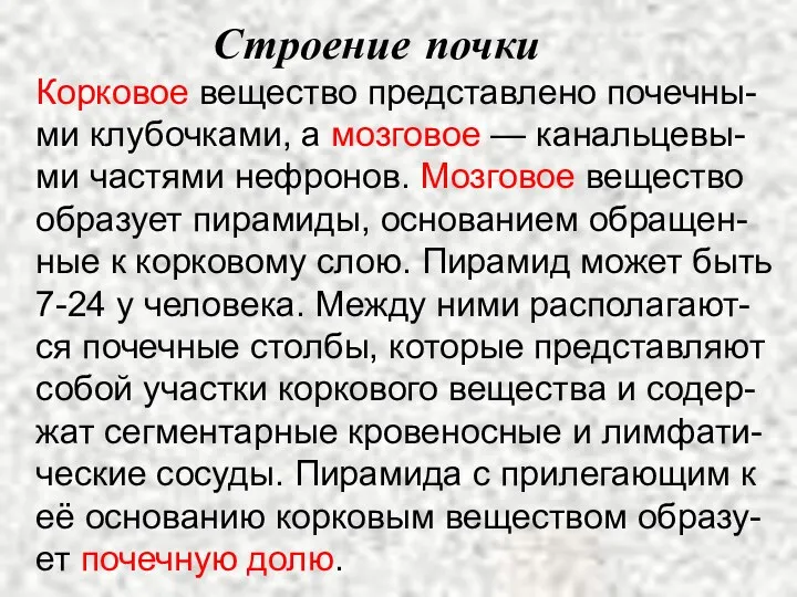 Строение почки Корковое вещество представлено почечны-ми клубочками, а мозговое —