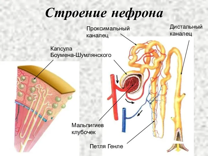 Строение нефрона Капсула Боумена-Шумлянского Проксимальный каналец Дистальный каналец Петля Генле Мальпигиев клубочек