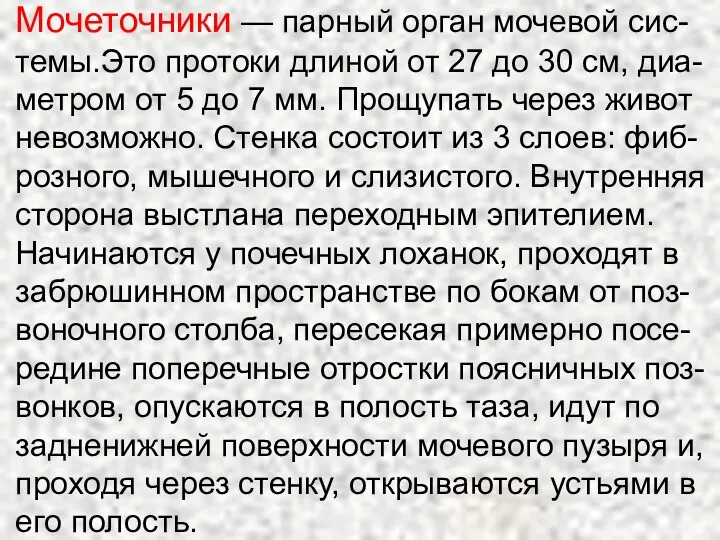 Мочеточники — парный орган мочевой сис-темы.Это протоки длиной от 27