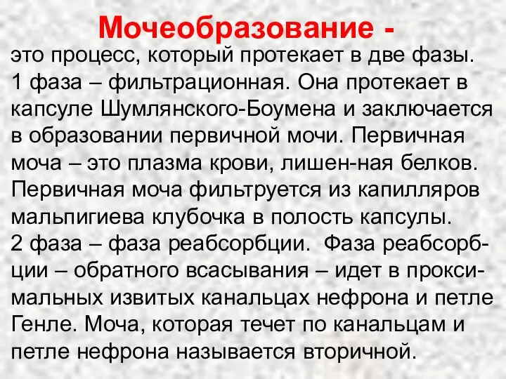 Мочеобразование - это процесс, который протекает в две фазы. 1