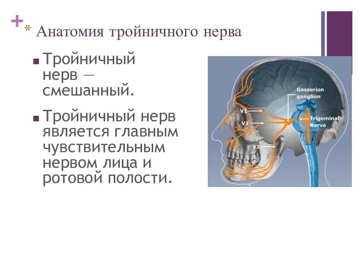 Анатомия тройничного нерва Тройничный нерв — смешанный. Тройничный нерв является