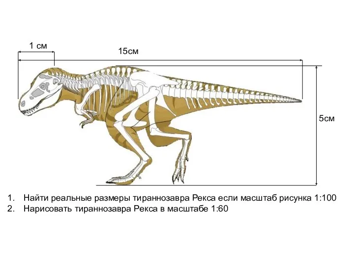 1 см 15см 5см Найти реальные размеры тираннозавра Рекса если