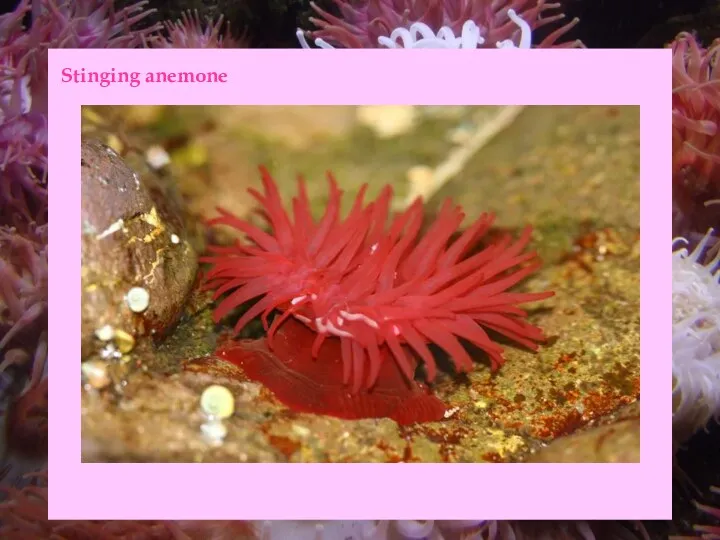 Stinging anemone