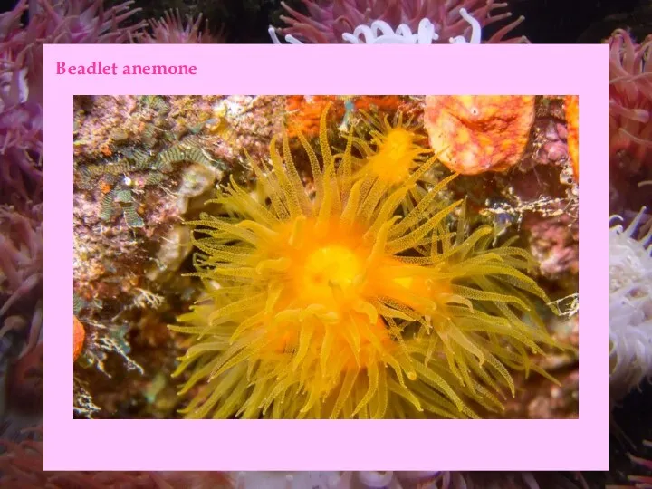 Beadlet anemone