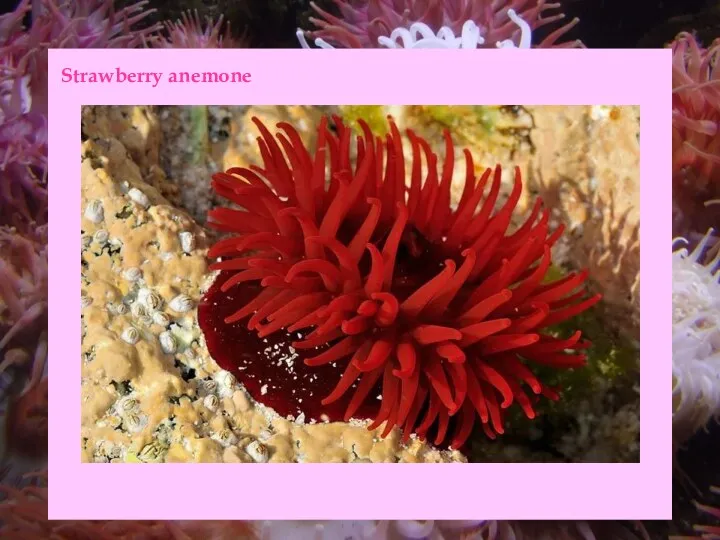 Strawberry anemone