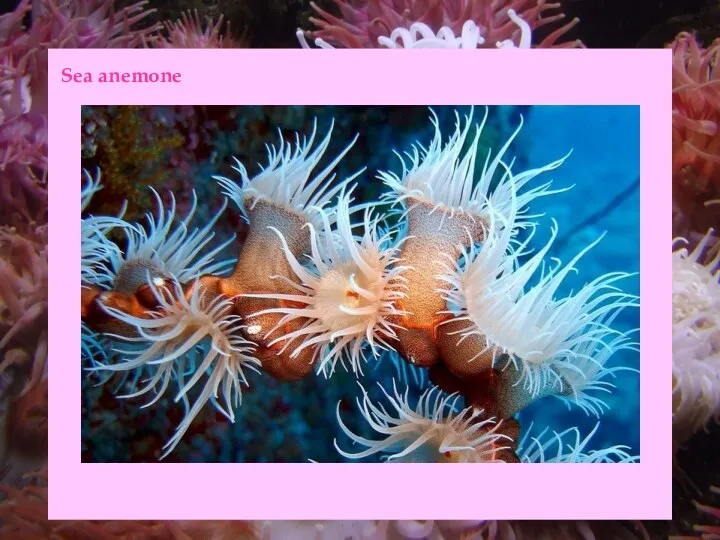 Sea anemone