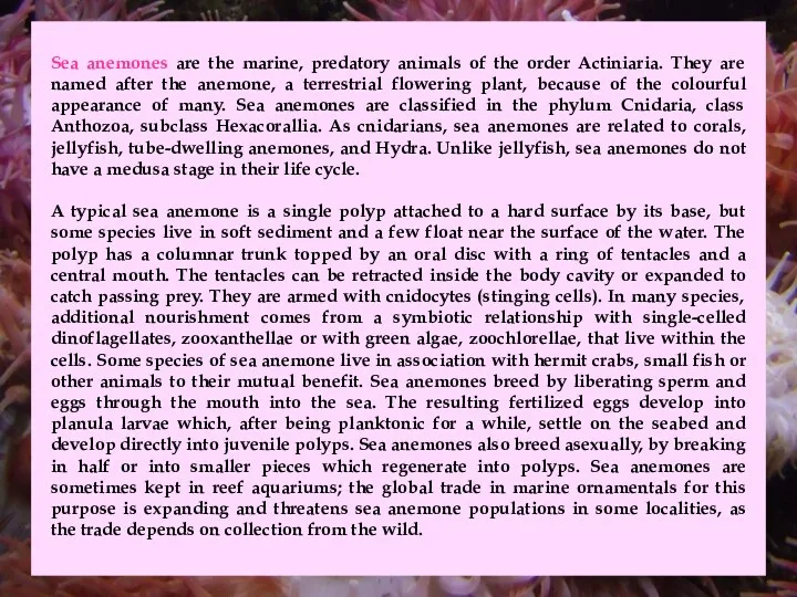 Sea anemones are the marine, predatory animals of the order