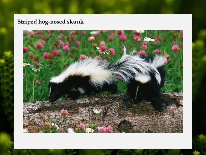 Striped hog-nosed skunk