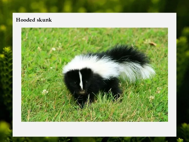 Hooded skunk