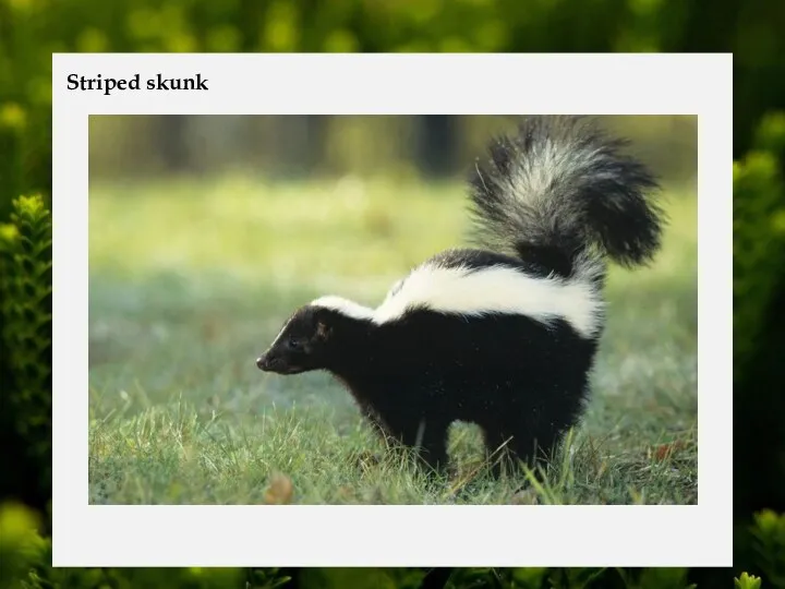 Striped skunk