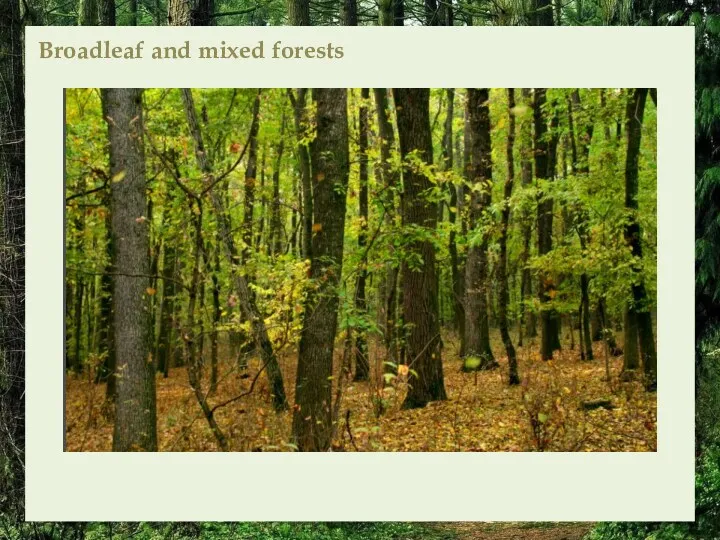 Broadleaf and mixed forests