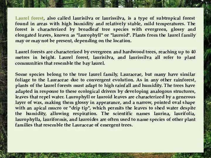 Laurel forest, also called laurisilva or laurissilva, is a type