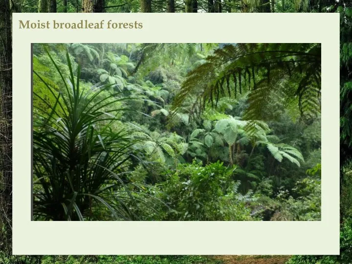 Moist broadleaf forests