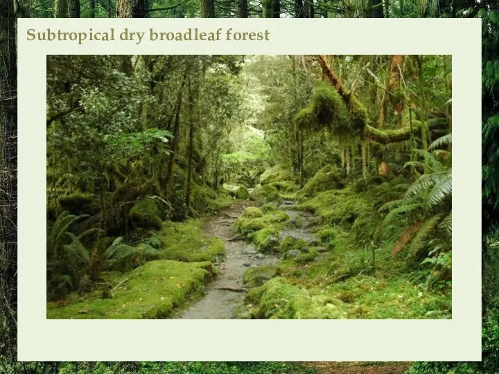 Subtropical dry broadleaf forest