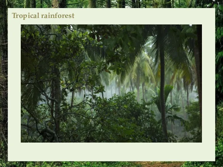 Tropical rainforest