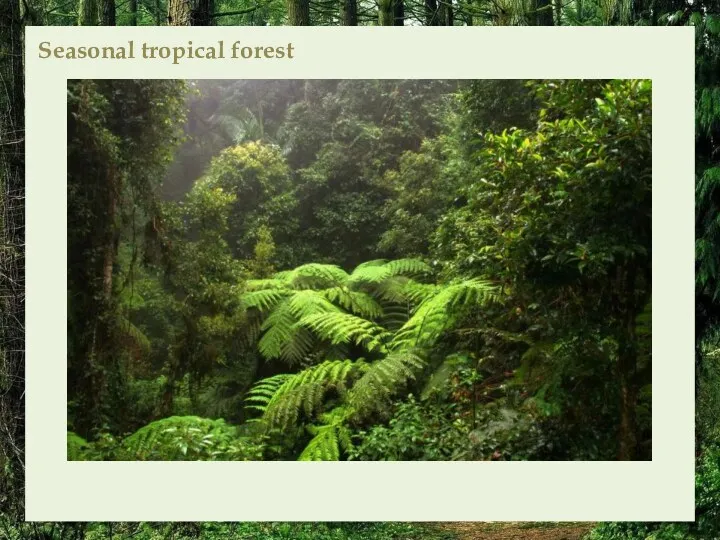 Seasonal tropical forest