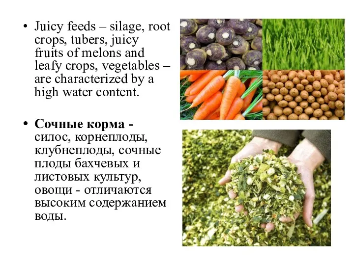 Juicy feeds – silage, root crops, tubers, juicy fruits of