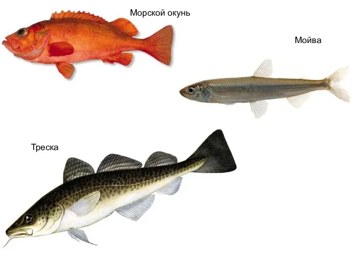 Мойва Морской окунь Треска