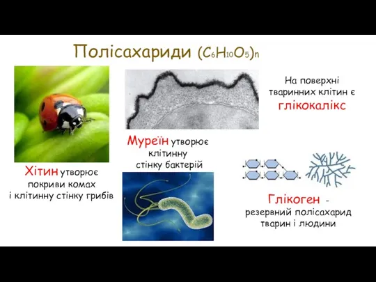 Полісахариди (С6Н10О5)n Хітин утворює покриви комах і клітинну стінку грибів