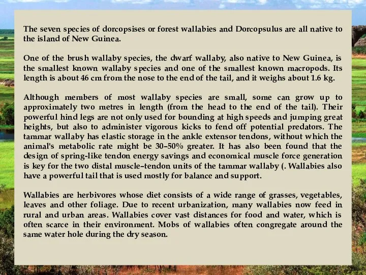 The seven species of dorcopsises or forest wallabies and Dorcopsulus