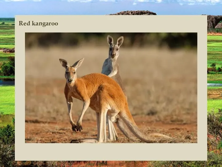 Red kangaroo