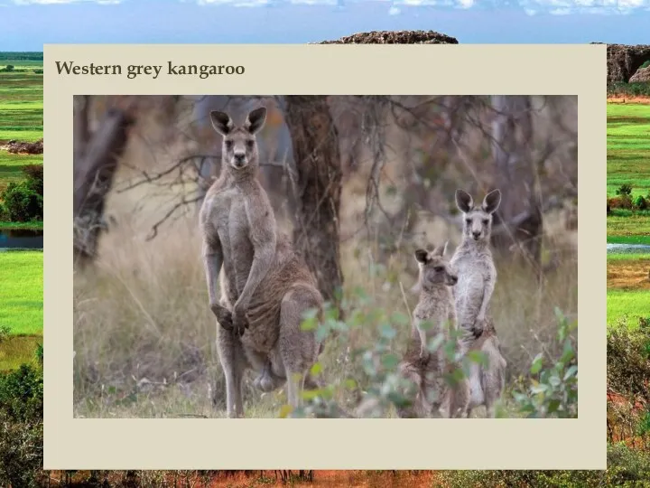 Western grey kangaroo