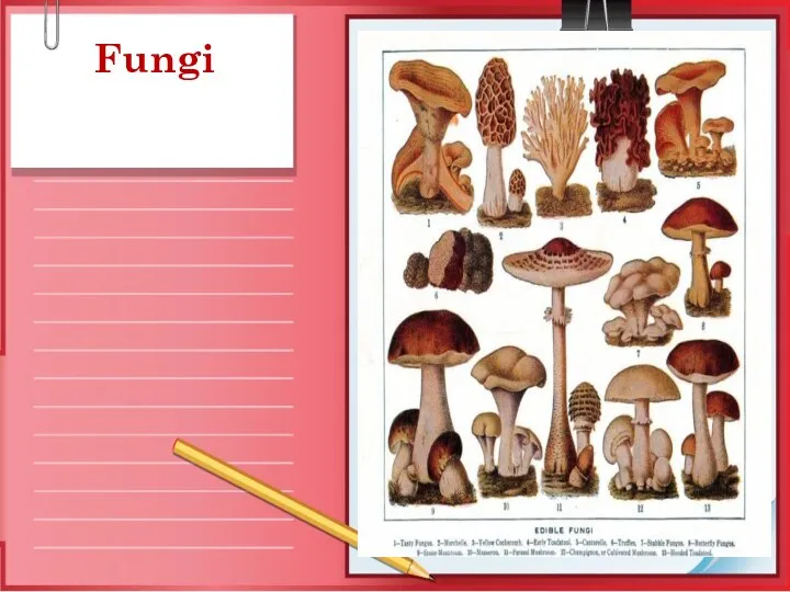 Fungi