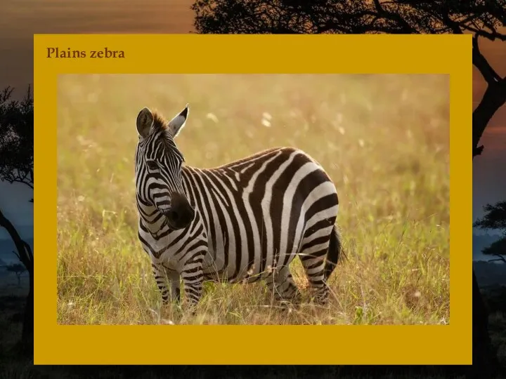 Plains zebra